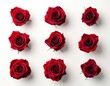 © Puput - A beautifully arranged set of nine vibrant red roses on a clean white background, showcasing their natural beauty and elegant petals, perfect for romantic and sophisticated themes and designs