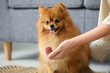 © Pixel-Shot - Woman feeding cute Pomeranian dog at home