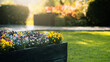 © artrachen - Colorful pansy flowers in wooden planter box with morning dew and bokeh background
