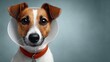 © Nataliia_Trushchenko - Dog wearing a protective cone collar with a displeased expression, set against a trendy color background, featuring a wide composition with ample copy space on the left side