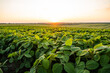 © Volodymyr_sh - Soybean field at sunset showing abundant green crops cultivated in agricultural farmland, illustrating concepts of nature, growth, and sustainable farming