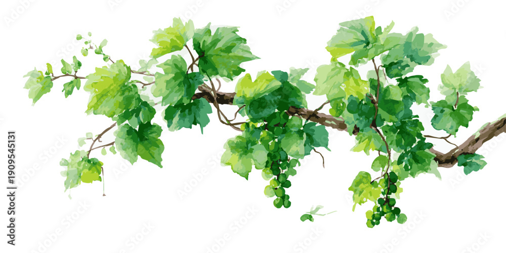 A watercolor painting of a lush green grape vine branch with clusters ...