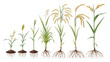 © Phaimanee - a side-by-side growth comparison of sorghum (or closely related cereal) plants at different stages of development.