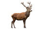 © PAPADOMUS - Majestic red deer stag isolated PNG, standing tall with impressive antlers on transparent background for wildlife and nature designs