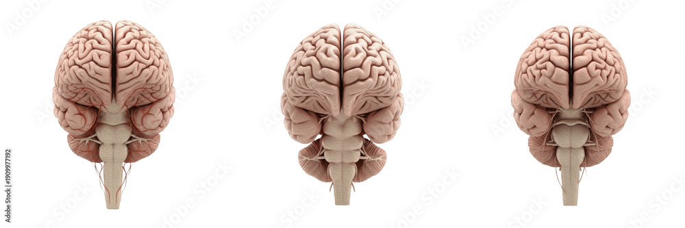 Human brainstem isolated on white background, medulla oblongata, pons ...