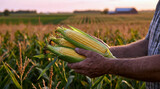 Farmer holding fresh corn harvest in field at sunset, organic agriculture concept