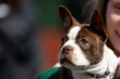© Jeanne Sager Photo - Adorable purebred Boston terrier puppy is seen up close in the arms of the dog's owner. Dog's alert expression and prominent eyes capture the pup's intelligence and personality traits