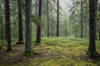 © Johnér - Scenic view of beautiful forest