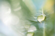 © noppadon - The abstract image of dewdrops on a leaf in the morning symbolizes the life and power of nature, reflecting light with a beautiful, sparkling brilliance.