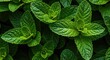 © Chanchai - A vibrant close up shot of fresh green mint leaves showcasing the healthy texture and invigorating combination of peppermint and spearmint varieties ,spice ,green ,cooking
