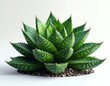 © scot - Aloe vera plant in pot, close-up, isolated on white.