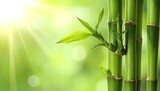 Close-up of green bamboo stalks with leaves, bathed in sunlight against a soft, blurred background