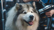 © Алексей Иванченко - Professional groomer using powerful dryer on fluffy alaskan malamute, focused pet care worker grooming large long haired dog