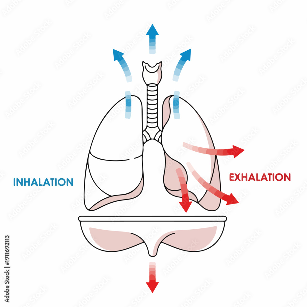 Human Inhalation Model Simplified diagram illustrating human respiration, showing air flow ...
