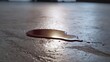 © Thares2020 - A dark liquid spill forms a reflective puddle on a textured concrete floor