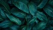 © Andrey - Spathiphyllum cannifolium leaves create a lush green texture in a tropical nature setting
