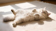 © Nataliia Pyzhova - Fluffy white cat sleeping on its back in a sunlit spot on a soft carpet, peaceful and cozy indoor relaxation moment