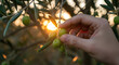 © MUHAMMAD - Hand gently plucking green olives from a tree branch during a serene sunset in an orchard