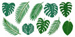 © Kabita - Collection of tropical leaves monstera palm and other green foliage