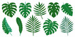 © Kabita - A collection of various green tropical leaves arranged on a white background