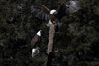 © swkrullimaging - Bald Eagle Nesting Pair