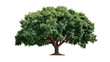 © Varunee - Majestic Green Tree: A striking solitary tree with a broad, flourishing canopy of lush green foliage, thriving with its roots firmly planted, radiates strength and timeless beauty.