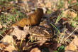 © Perovskia - mleczaj paskudnik Lactarius necator Wola  Reczajska