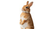 © Carter - An adorable ginger domestic rabbit with soft fur stands upright on its hind legs, looking alertly to the side, isolated on a clean white background.