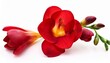 © Judith - Isolated Red Freesia Flower On White Background