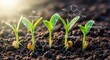 © Liton Khan - Young green seedlings growing in soil with nutrient elements nitrogen phosphorus potassium for agriculture and plant growth concept
