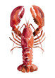 © BN studio - Watercolor-style lobster illustration／ロブスター