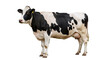 © Daniel - cow on white background