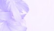 © duit berkah 02 - Soft purple feathers gently cascade against a white backdrop, creating a dreamy aesthetic