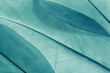 © yrabota - Aesthetic nature closeup pattern from bird feathers, natural texture as organic background, wallpaper, backdrop, design concepts. Vivid monochrome gradient green blue color. Minimal trend photo.