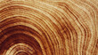 © yrabota - Macro banner of wood timber of juniper tree rings, natural geometric pattern, abstract nature background. Natural wooden organic textures, monochrome brown beige gradient color, earthy tones, above