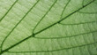 © Aleksandr Matveev - Leaf with green stem and veins. veins are white, Abstract plant background for a page design template, banner, or wallpaper template.