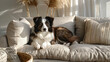 © sergo321 - Cute border collie dog lying on a couch in a bright modern living room, domestic pet lifestyle and home interior concept.