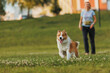 © Даша Швецова - Happy Collie Running in a Field, Border Collie Dog Lying Down