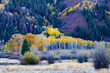 © ZL Visuals - Golden aspen trees stand out against dark evergreen forest in a mountain meadow near Independence Pass, Colorado