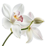 A beautiful macro shot of a blooming white orchid flower with delicate petals isolated on a white background, capturing the natural tropical beauty of this elegant floral botanical stem