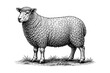 © DOBRYI VECHIR STUDYA - Detailed sheep drawing in vintage style with stipple shading