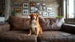 © VolumeThings - A Nova Scotia Duck Tolling Retriever relaxes on a leather couch in a loft setting, with its image displayed on the wall