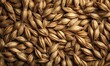 © TheoTheWizard - Flat texture of barley grains with natural husk detail, neutral daylight