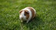 © TheWaterMeloonProjec - Curious pet guinea pig wandering on soft green lawn