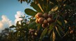 © TheWaterMeloonProjec - Macadamia nuts appearing on a lush tree in warm ambient light