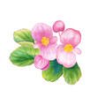 © Keiko Takamatsu - ピンク色のベゴニアの水彩イラスト　春の花苗