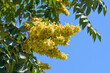 © nahhan - Tree of heaven branches with seeds - Latin name - Ailanthus altissima