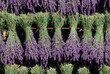 © robertharding - Lavandula angustifolia freshly picked bouquets hanging to dry, Drome department, region of Rhone-Alpes, France, Europe