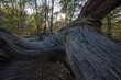 © Harry Laub/imageBROKER - Structures in the wood of a dead tree trunk, Sababurg primeval forest, Reinhardswald nature park Park, Hesse, Germany