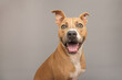 © RooM The Agency - Portrait of a happy mixed breed tan pit bull terrier with an open mouth sitting in front of a grey background